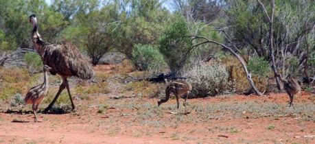 Emu chicks with dad in Outback Queensland - Kilcowera Station.